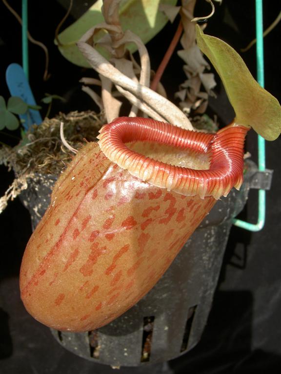 Nepenthes sibuyanensis 3